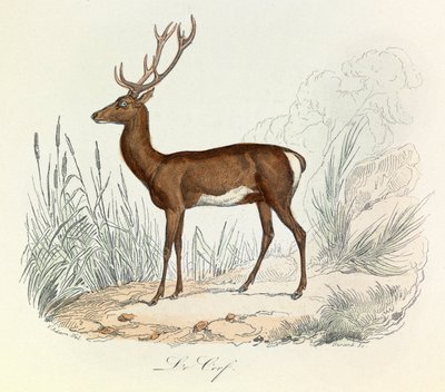 Illustration från boken "Buffons samlade verk": Les animaux: Le cerf (gravyr) av Unknown artist