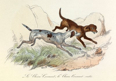Illustration från boken "Buffons samlade verk": Les animaux: Le chien courant et le chien courant metis (gravyr) av Unknown artist
