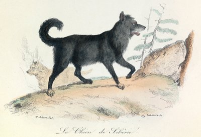 Illustration från boken "Buffons samlade verk": Les animaux: Le chien de Siberie (gravyr) av Unknown artist