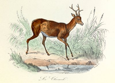 Illustration från boken "Buffons samlade verk": Les animaux: Le deer (gravyr) av Unknown artist