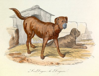 Illustration från boken "Buffons samlade verk": Les animaux: Le dogue et le doguin (gravyr) av Unknown artist