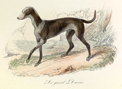 Illustration från boken "Buffons samlade verk": Les animaux: Le grand danois (gravyr) av Unknown artist
