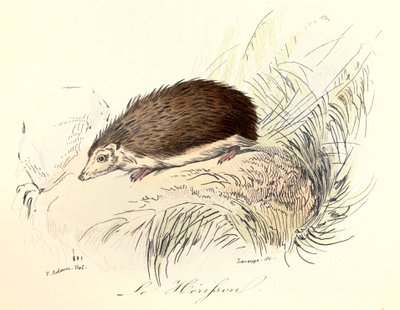 Illustration från boken "Buffons samlade verk": Les animaux: Le herisson (gravyr) av Unknown artist
