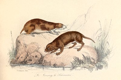 Illustration från boken "Buffons samlade verk": Les animaux: Le leming et le scherman (gravyr) av Unknown artist