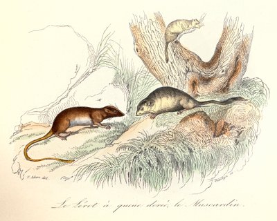 Illustration från boken "Buffons samlade verk": Les animaux: Le lerot a tail doree et le muscardin (gravyr) av Unknown artist