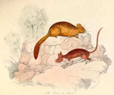 Illustration från boken "Buffons samlade verk": Les animaux: Le loir et le lerot (gravyr) av Unknown artist