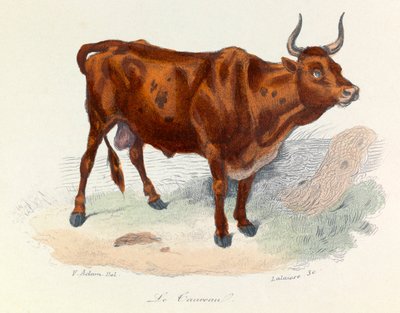 Illustration från boken "Buffons samlade verk": Les animaux: Le taureau (gravyr) av Unknown artist