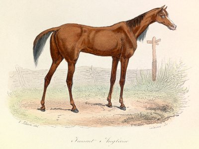 Illustration från boken "Buffons samlade verk": Les animaux: Mare Anglaise (gravyr) av Unknown artist