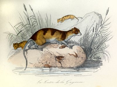Illustration från boken "Buffons samlade verk": Les animaux domestiques: La otter de Guiana (gravyr) av Unknown artist
