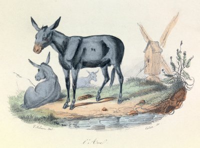 Illustration från boken "Buffons samlade verk": Les animaux: l