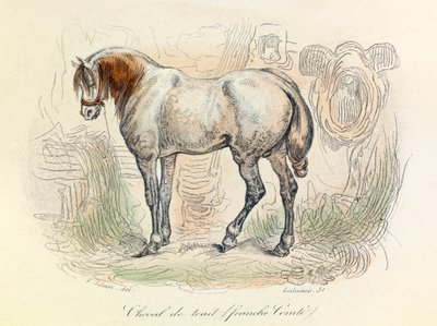 Illustration av Franc Comtois-häst, klassificerad av Linneene och Cuvier (gravyr) av Unknown artist