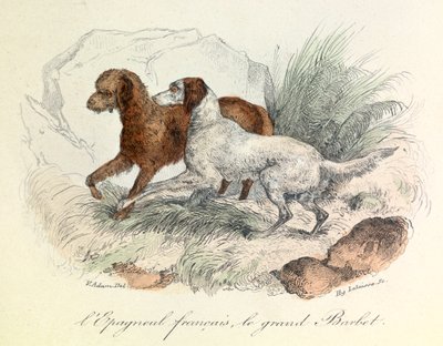 Illustration av fransk spaniel och stor barbet med Linneene-nomenklatur och Cuviers klassificering (gravyr) av Unknown artist