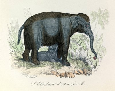 Illustration av en asiatisk elefanthona från Buffons bok, klassificerad av Linné och Cuvier (gravyr) av Unknown artist