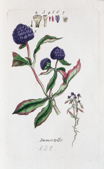 Immortelle (Amarantin, Gomphrena globose) av Unknown artist