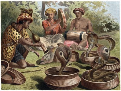 Indian Cobra - Den indiska kobran av Unknown artist