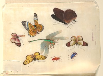 Insekter av Unknown artist