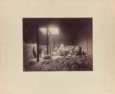[Interiör från sorteringsanläggning för ull, Walter Brown and Company] av Unknown artist
