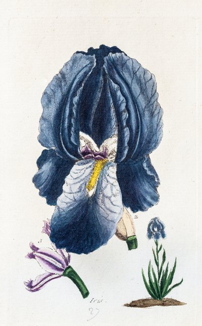 Iris av Unknown artist