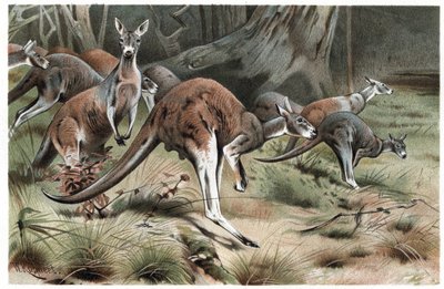 Känguru - Känguru - gravyr från "" Brehms djurliv" av Alfred Edmund Brehm av Unknown artist