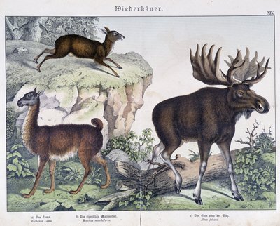 Lama, älg (älg) - i "" Natural histories of mammals"", red. Schreiber av Unknown artist