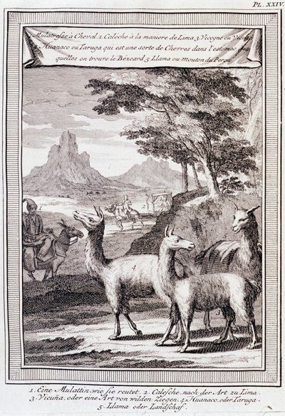 Lamas of Peru - i "" Historical Journey of South America utförd på order av kungen av Spanien av Don George Juan och Don Antoine de Ulloa", T.1, vid C.A. Jombert, Librairie du Roi, Paris av Unknown artist