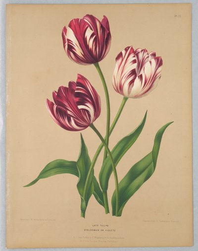Sena tulpaner / Bybloemen eller violer av Unknown artist