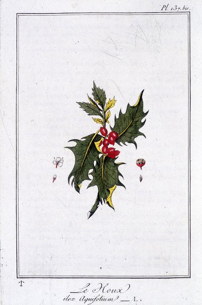 The Holly (Ilex Aquifolium) - i "Övningar i botanik för bruk av handlare", skriven av J.C. Philibert, Imprimerie de Crapelet, Paris av Unknown artist