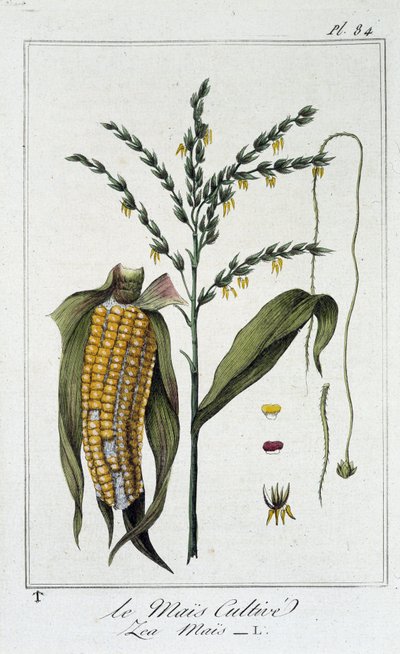 Le Mais Cultivate (Les Mais) - i "Övningar i botanik för bruk av handlare", redigerad av J.C. Philibert, Imprimerie de Crapelet, Paris av Unknown artist