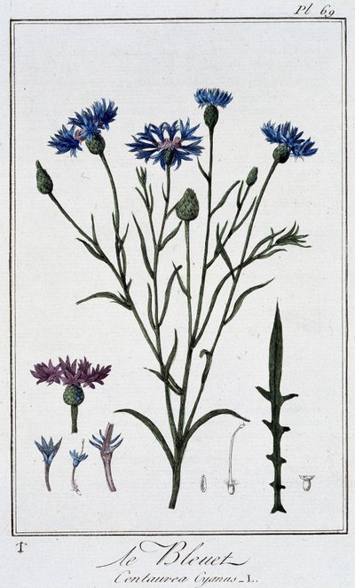 Blåklinten (Centaurea Cyanus) - i "Övningar i botanik för handelsmännens bruk", skriven av J.C. Philibert, Imprimerie de Crapelet, Paris av Unknown artist