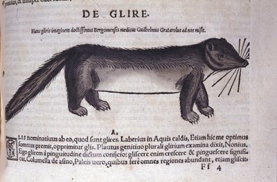 Le loir i Historia Animalium av Conrad Gesner (1516 - 1565), Tiguri av Unknown artist