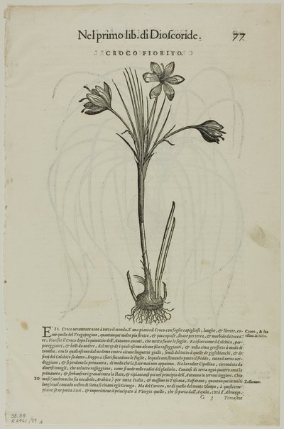 Leaf from Discorsi av Petrus Andreas Matthiolus, plåt 99 från Woodcuts from Books of the XVI Century av Unknown artist