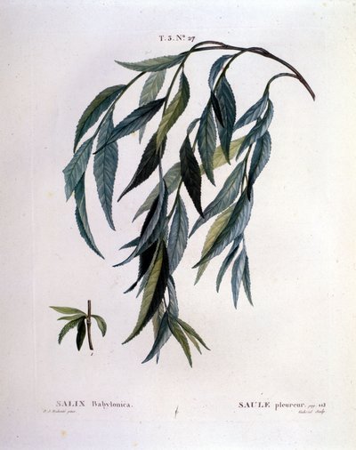 Blad av gråtpil (Salix babylonica). av Unknown artist