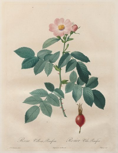 Les Roses: Rosa villosa, pomifera av Unknown artist