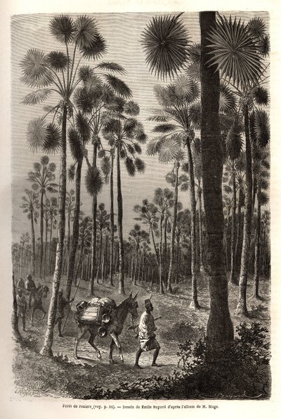Löjtnant Mages karavan går mot Niger och korsar en skog av jättelika palmer i provinsen Damfa, Mali. Gravyr för att illustrera resan till västra Sudan av löjtnant (marinen) M. Mage, 1863-1866, publicerad i "Le tour du monde, nouve av Unknown artist