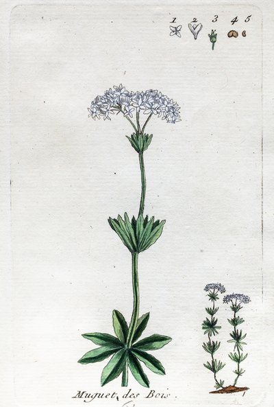 Lily of the Valley eller Sweet Woodruff av Unknown artist