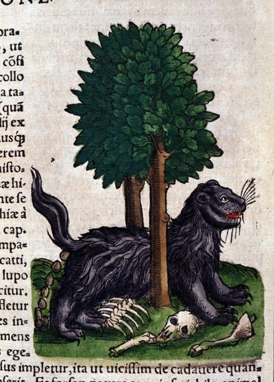 Lejon. i Historia Animalium av Conrad Gesner (1516 - 1565), Tiguri av Unknown artist