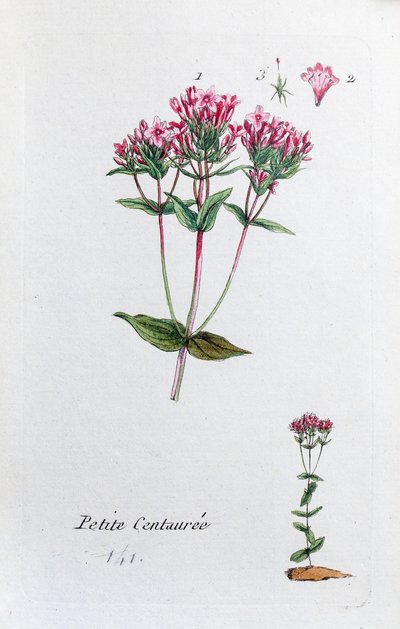 Lilla Centaury av Unknown artist
