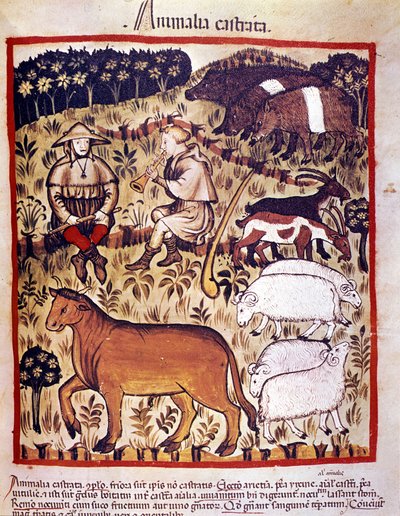 Boskap, får, getter och grisar. Belysning från mjölkning av medicin och diet "" Tacuinum sanitatis"" av Unknown artist