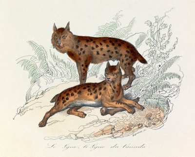Lynx och Canada lynx, två fyrfota däggdjur, klassificerade av Linneene och Cuvier (gravyr) av Unknown artist