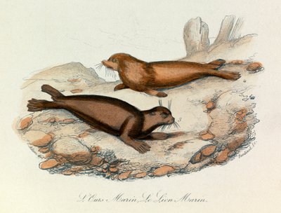 Marin björn och lejon klassificerade enligt Linneene-nomenklaturen och Cuviers klassificering (gravyr) av Unknown artist