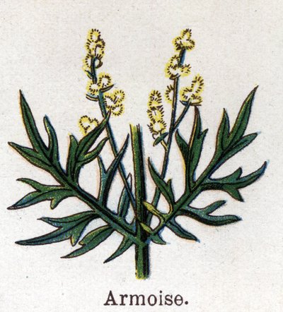 Läkemedel och mat botaniska växter: sagebrush. Gravyr i "" La medication naturelle"", av Friedrich Eduard Bilz (1842-1922) av Unknown artist