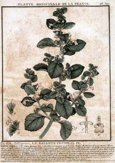 Medicinalväxt från Frankrike: den stinkande belotten. av Unknown artist