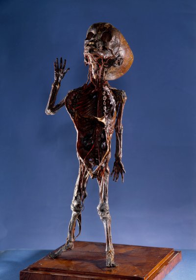 Medicin: skalfigur. 1700-tals privatsamling av Unknown artist