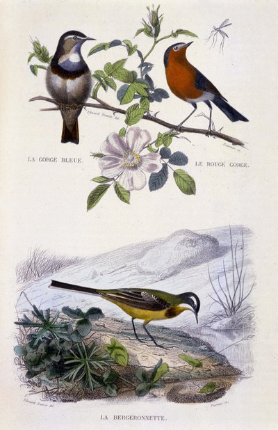 Naturhistorisk skylt: Fåglar: Blåstrupen (Gorge Bleue), rödhaken (Rouge Gorge) och vipstjärten - i "" Works of Buffon, T.5, ed. Röker Jouvet & Cie av Unknown artist