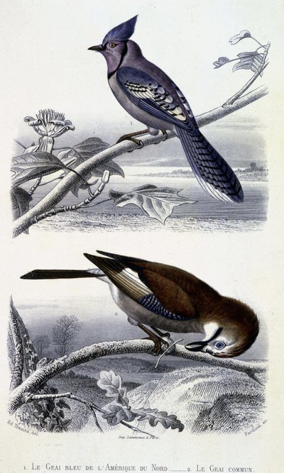 Natural History Plate: Birds: The Blue Jay of North America and the Common Jay - i "" Works of Buffon, T.5, ed. Fume Jouvet & Cie av Unknown artist