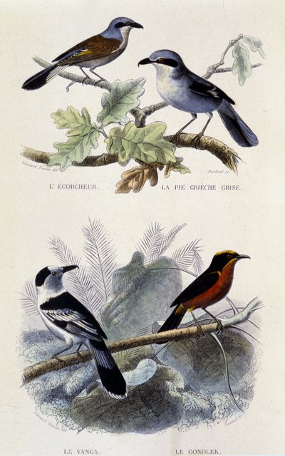 Naturhistorisk tavla: Fåglar: ecorcheuren, den grå grechepajen, vangan och gonoleken - i "" Works of Buffon"", T.5, ed. Rökning Jouvet & Cie av Unknown artist
