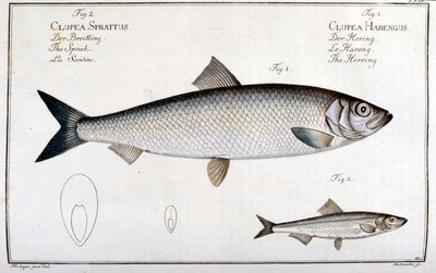 Naturhistorisk tavla: sill (1) och sardin (2) av Marc Elieser Bloch Ichtyologie Paris - Berlin - London 1787. av Unknown artist