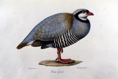 Naturhistorisk tavla som föreställer en grekisk rapphöna. 1800-talsgravyr. av Unknown artist
