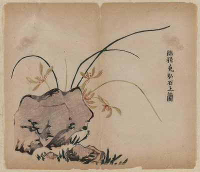 Orchid on Rocks av Unknown artist