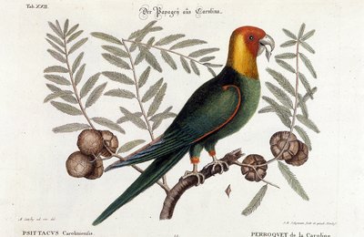 Ornitologi: Carolina papegoja. (Psittacus caroliniensis) av Unknown artist